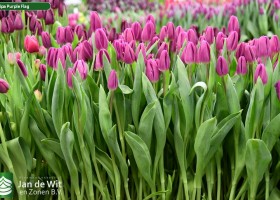 Tulipa Purple Flag (2)
